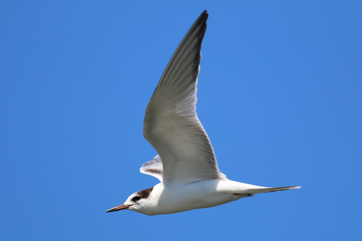 Common Tern - Paul Fenwick