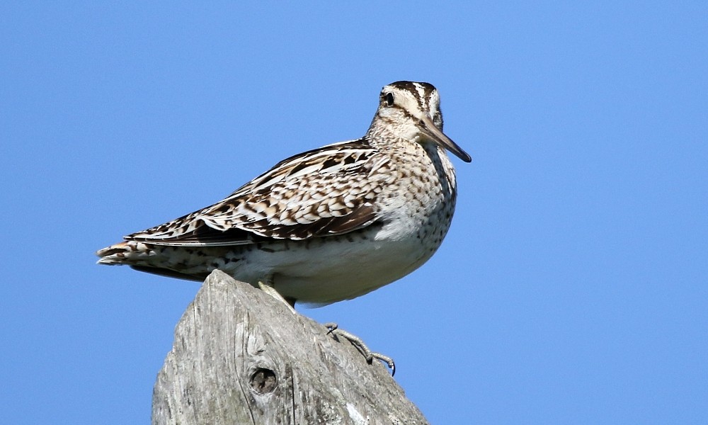 Latham's Snipe - ML362389251