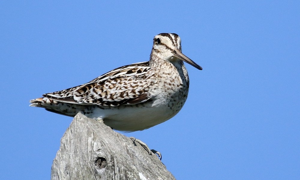 Latham's Snipe - ML362389271