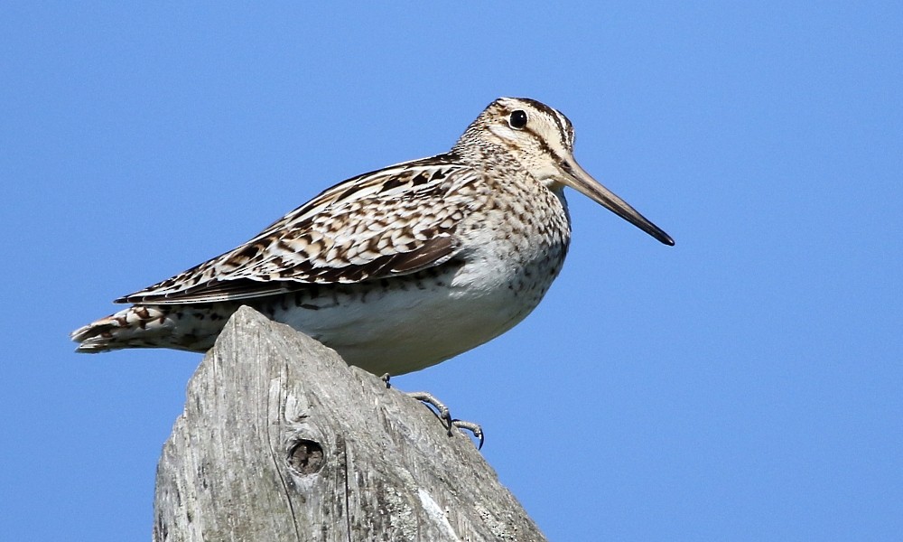 Latham's Snipe - ML362389301