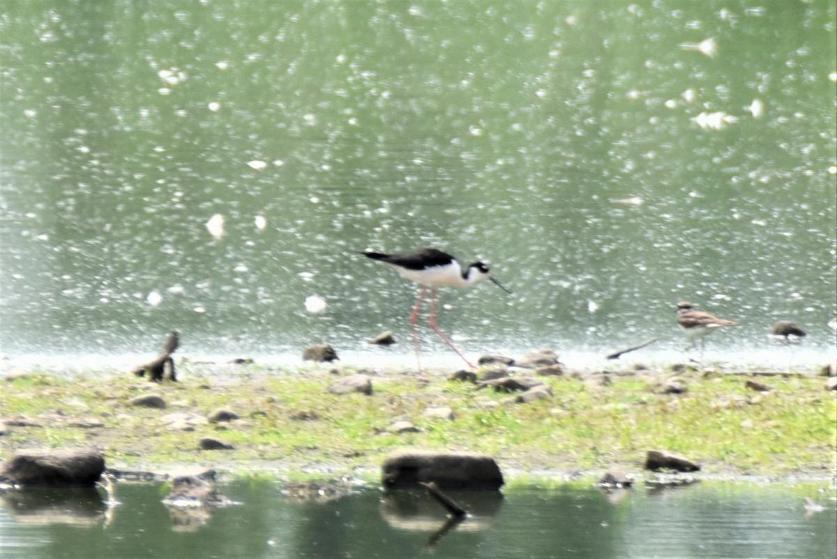 Black-necked Stilt (Black-necked) - ML362389981