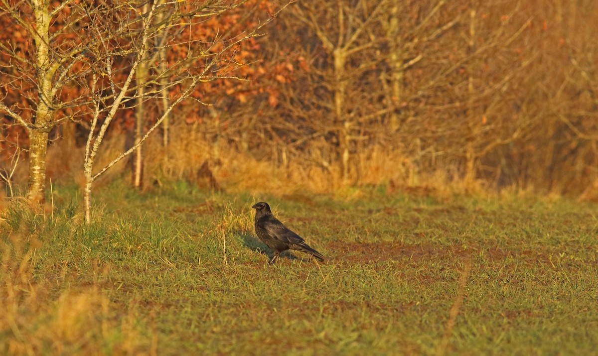 Carrion Crow - ML362390191