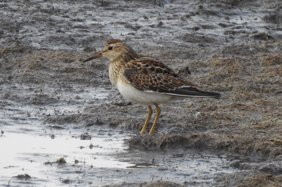 Pectoral Sandpiper - ML362390321