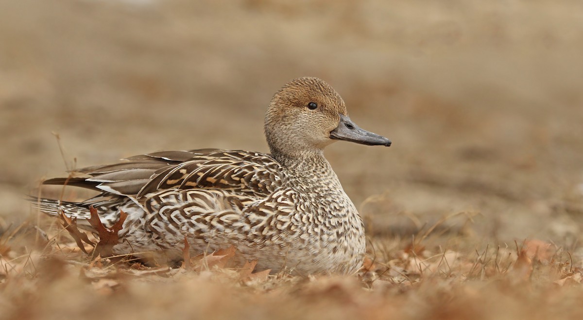 Northern Pintail - Ryan Schain