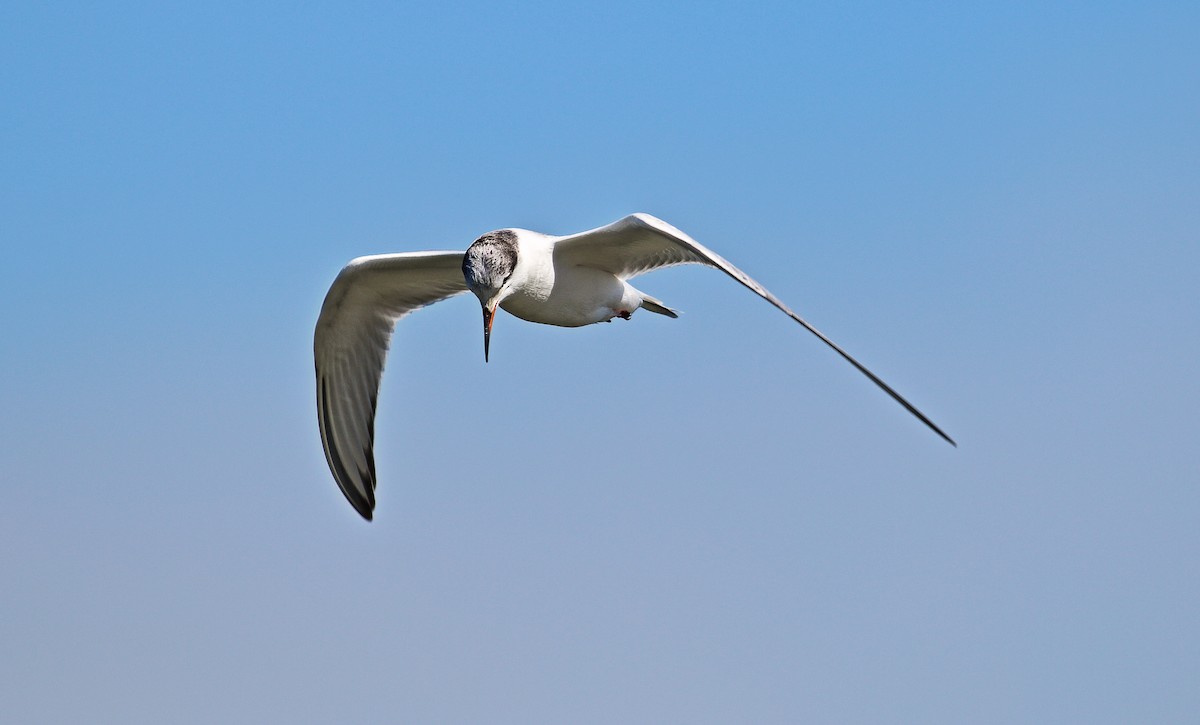 Common Tern - Paul Fenwick