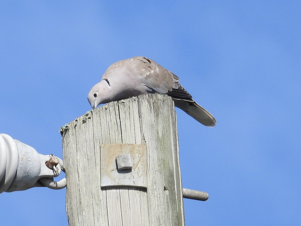 Eurasian Collared-Dove - ML362391331