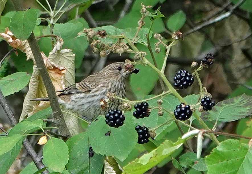 House Finch - ML362391611