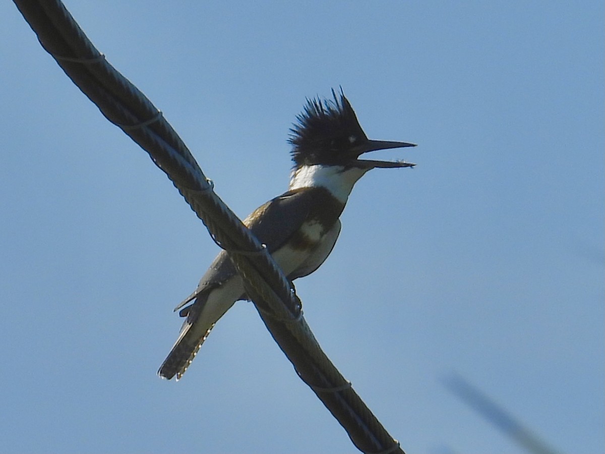 Belted Kingfisher - ML362392391
