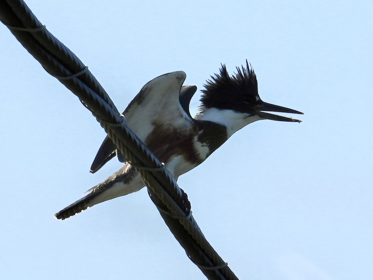 Belted Kingfisher - ML362392401