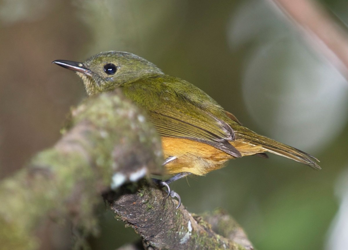 Sierra de Lema Flycatcher - ML362393031