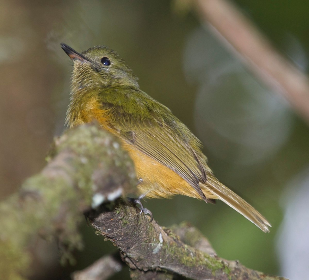 Sierra de Lema Flycatcher - ML362393041