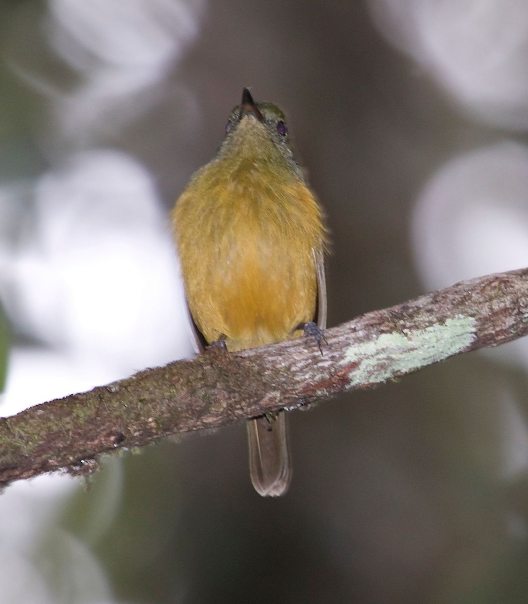 Sierra de Lema Flycatcher - ML362393061