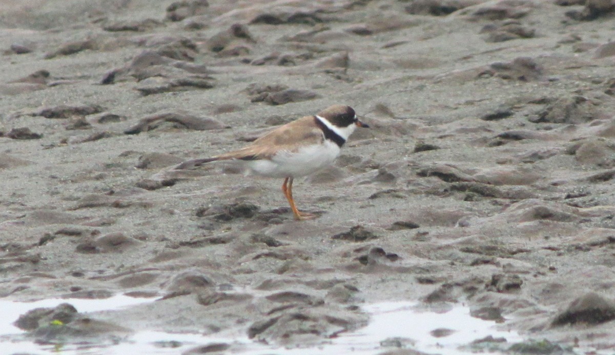 Semipalmated Plover - ML362395011