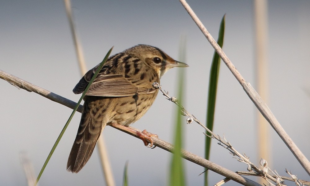 Lanceolated Warbler - ML362397061