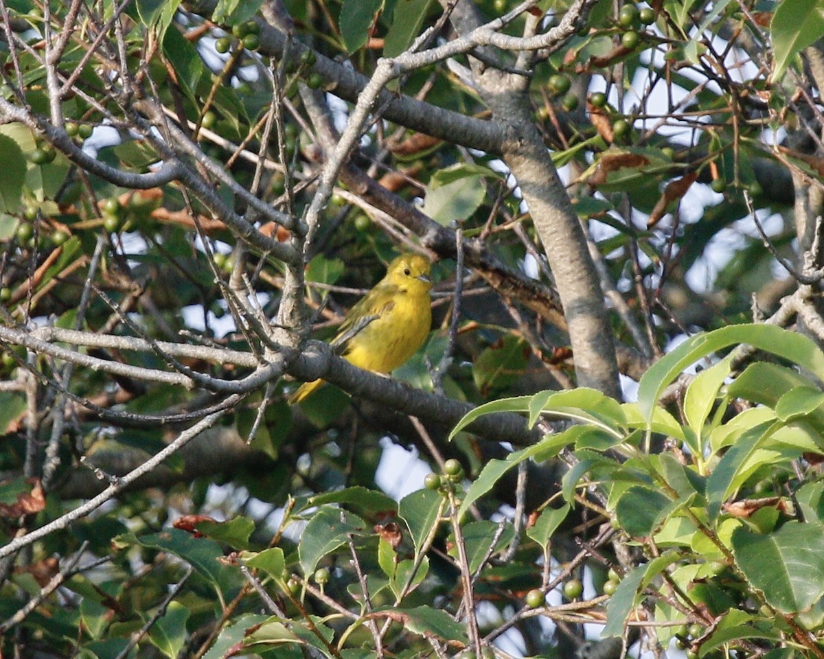 Yellow Warbler - ML362397071