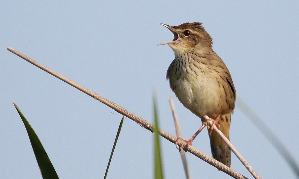 Lanceolated Warbler - ML362397101