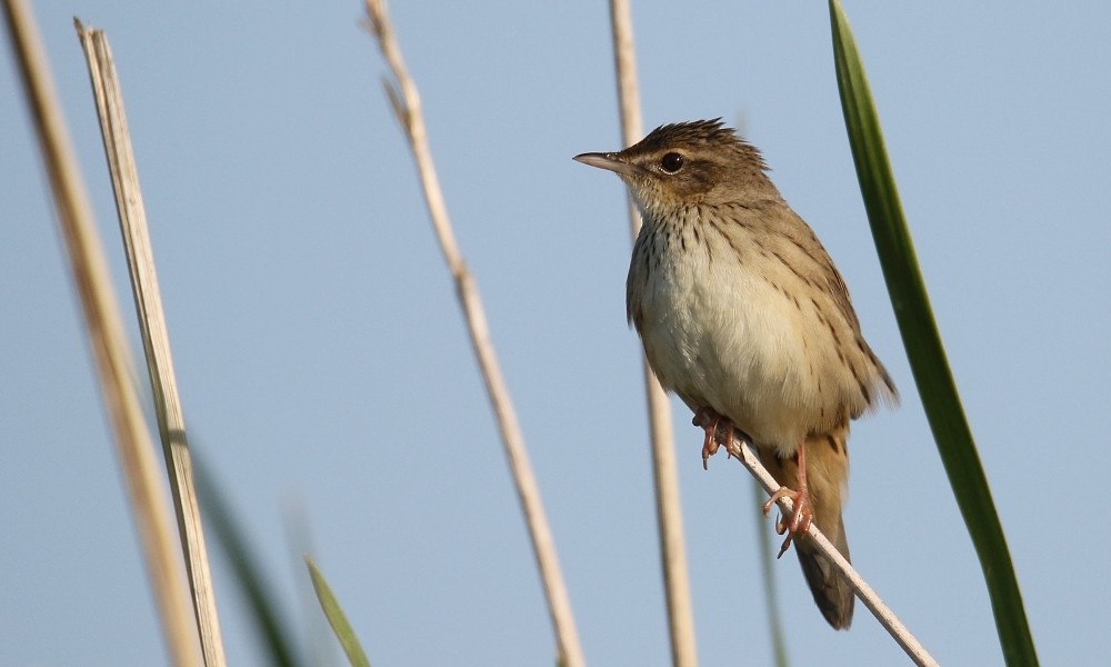 Lanceolated Warbler - ML362397141