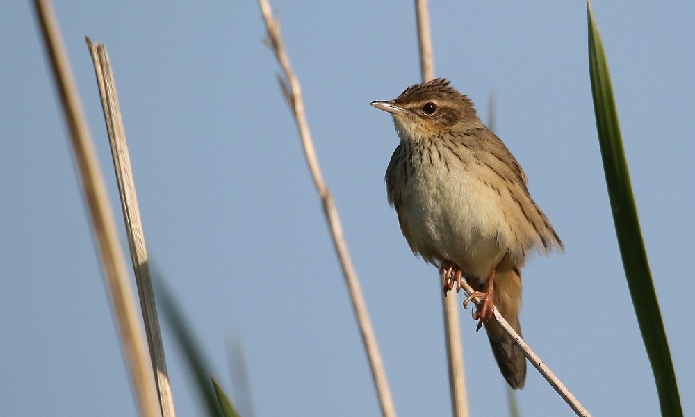 Lanceolated Warbler - ML362397151