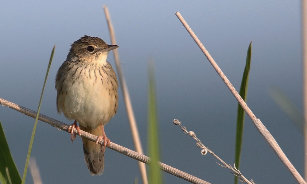 Lanceolated Warbler - ML362397161