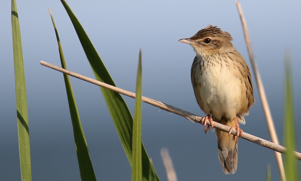 Lanceolated Warbler - ML362397201