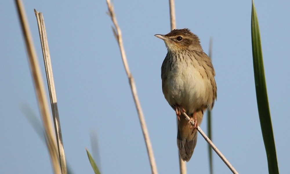 Lanceolated Warbler - ML362397211