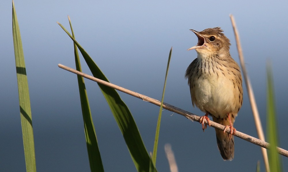 Lanceolated Warbler - ML362397221