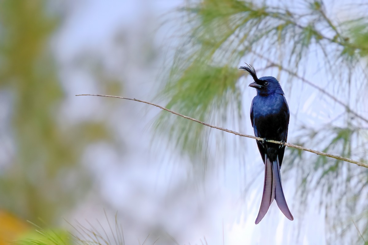 børstedrongo - ML362398081