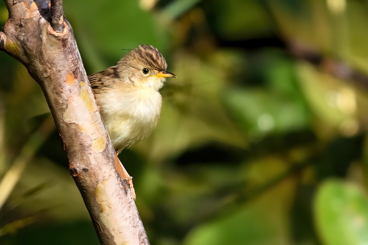 Madagascar Cisticola - ML362398531