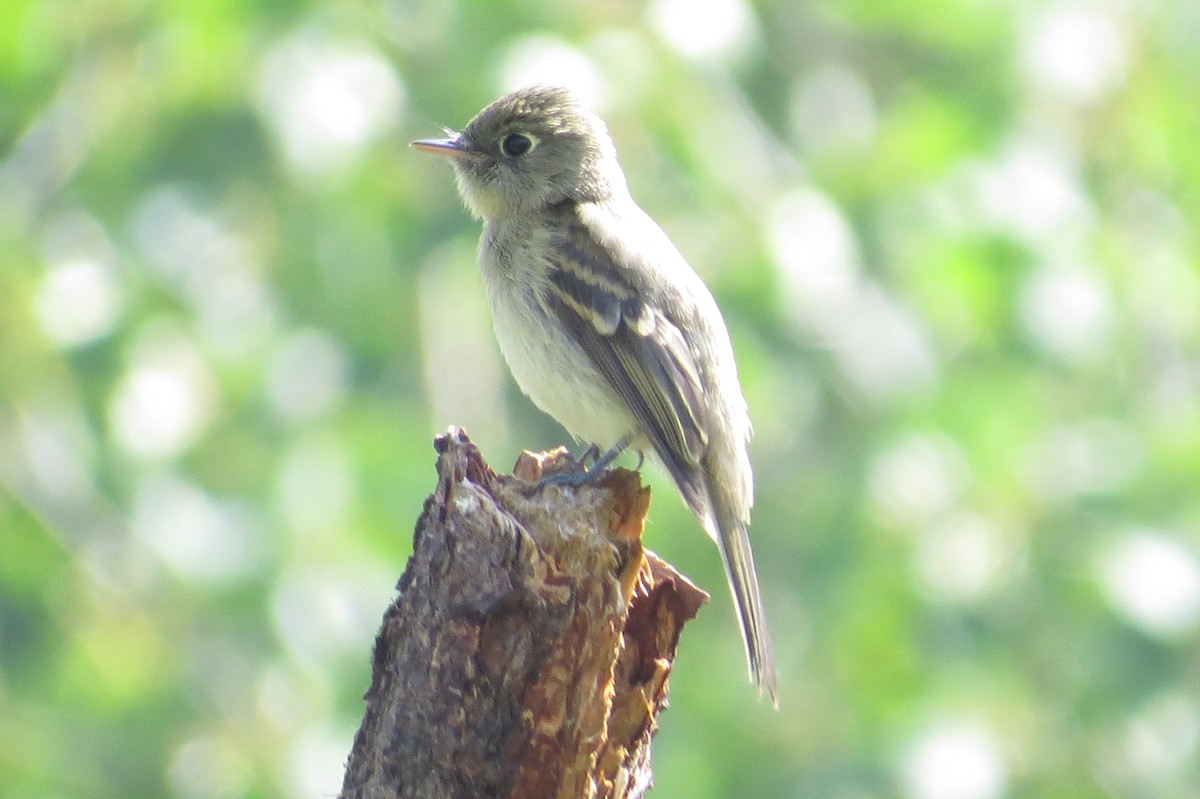 Western Flycatcher (Cordilleran) - ML362399791