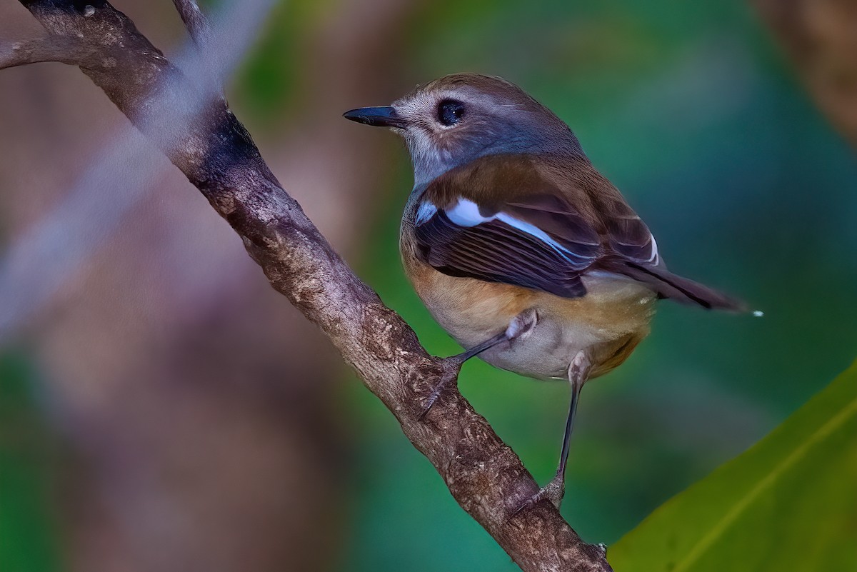 Madagascar Magpie-Robin - ML362400361