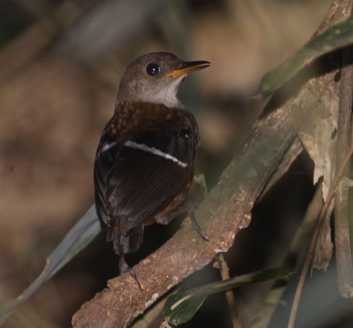 Wing-banded Wren - David Ascanio