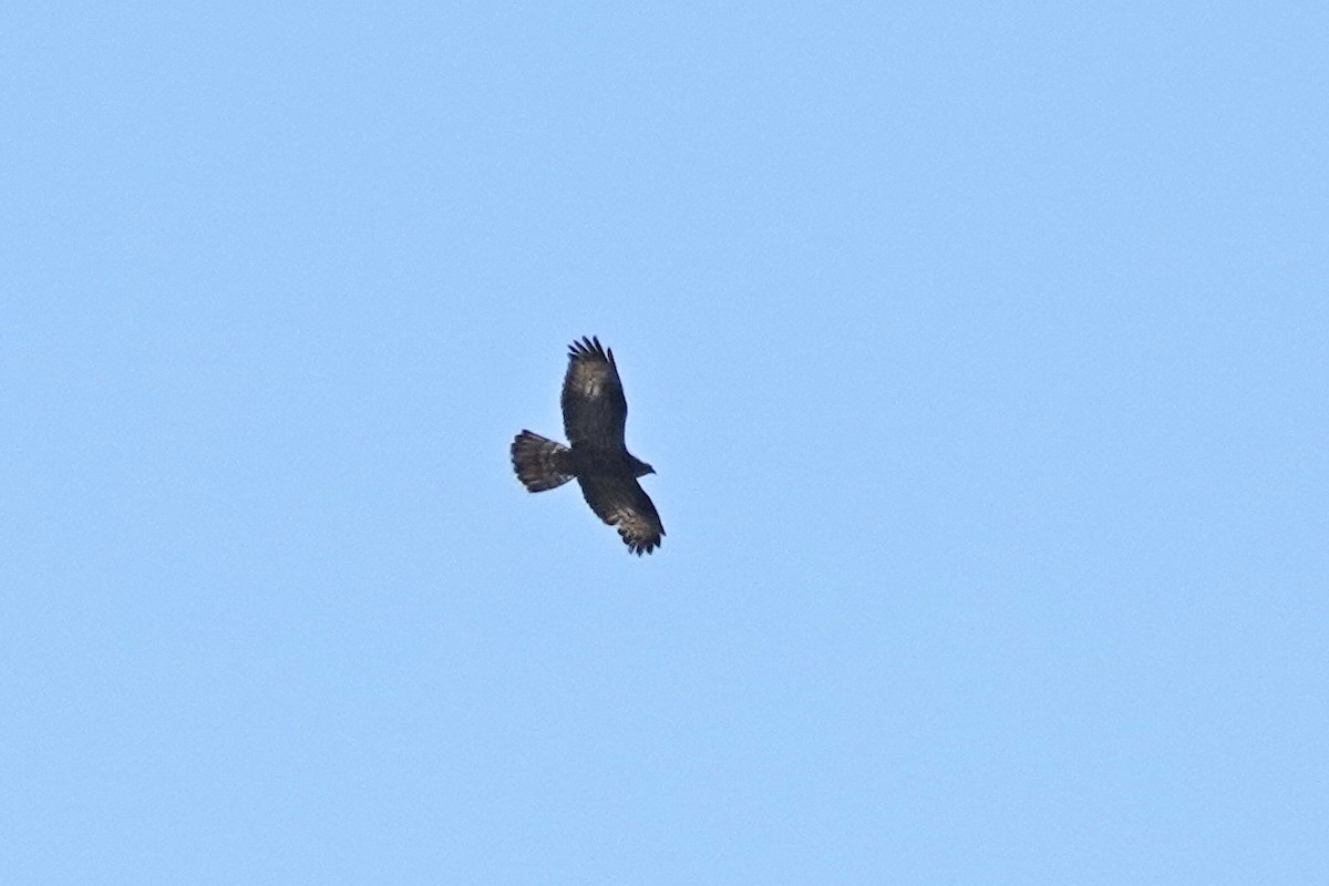 European Honey-buzzard - ML362402041