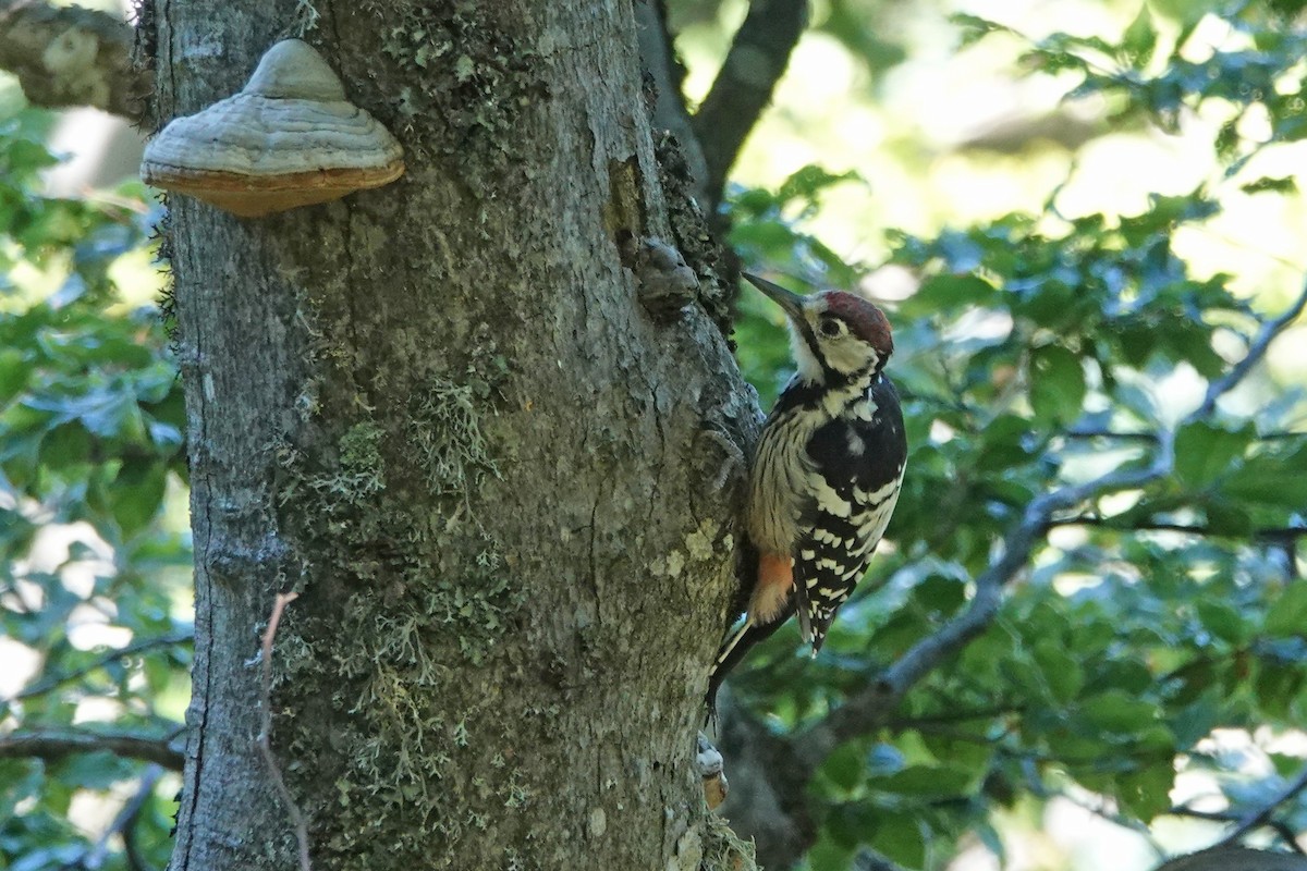 White-backed Woodpecker - ML362402111