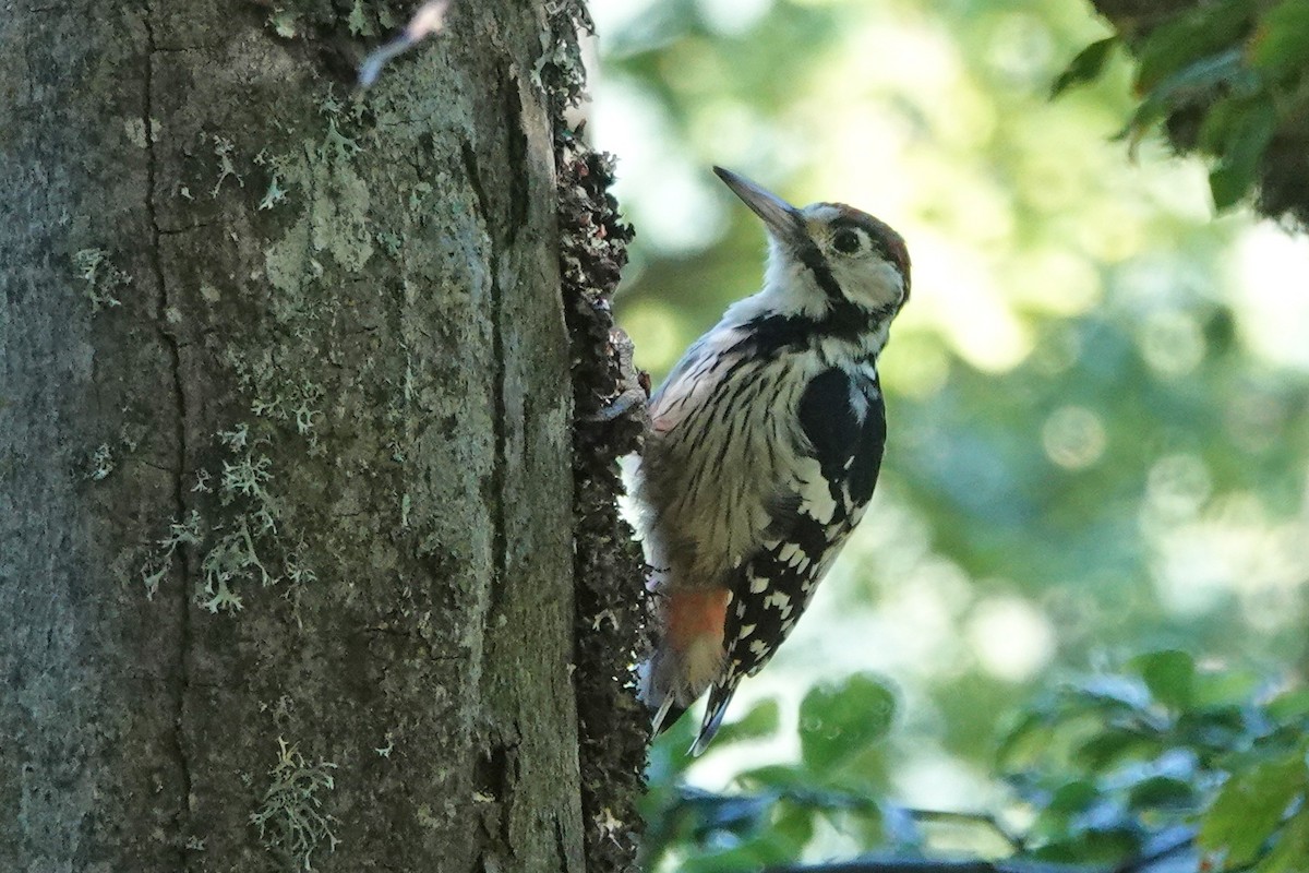 White-backed Woodpecker - ML362402141