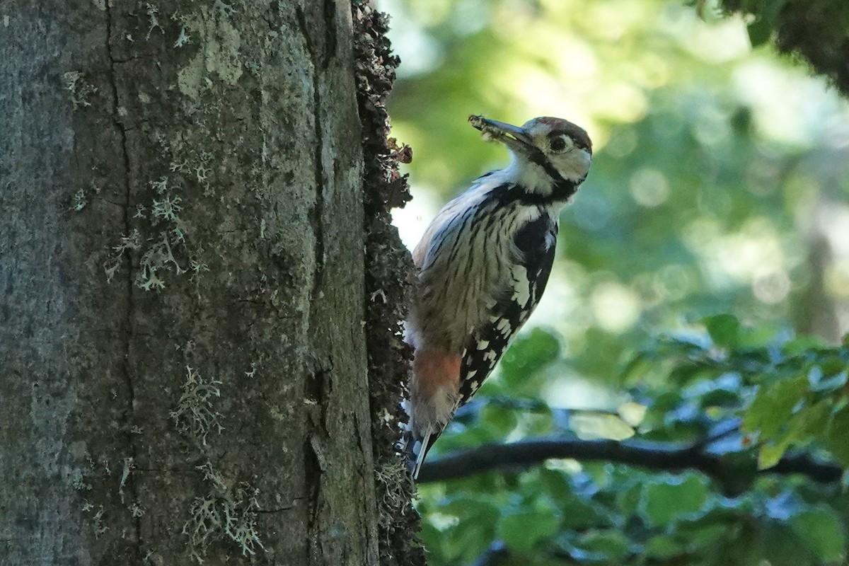 White-backed Woodpecker - ML362402151