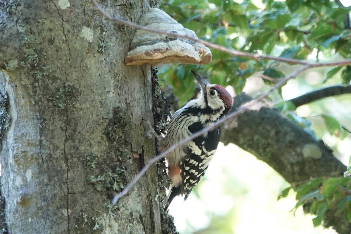 White-backed Woodpecker - ML362402191