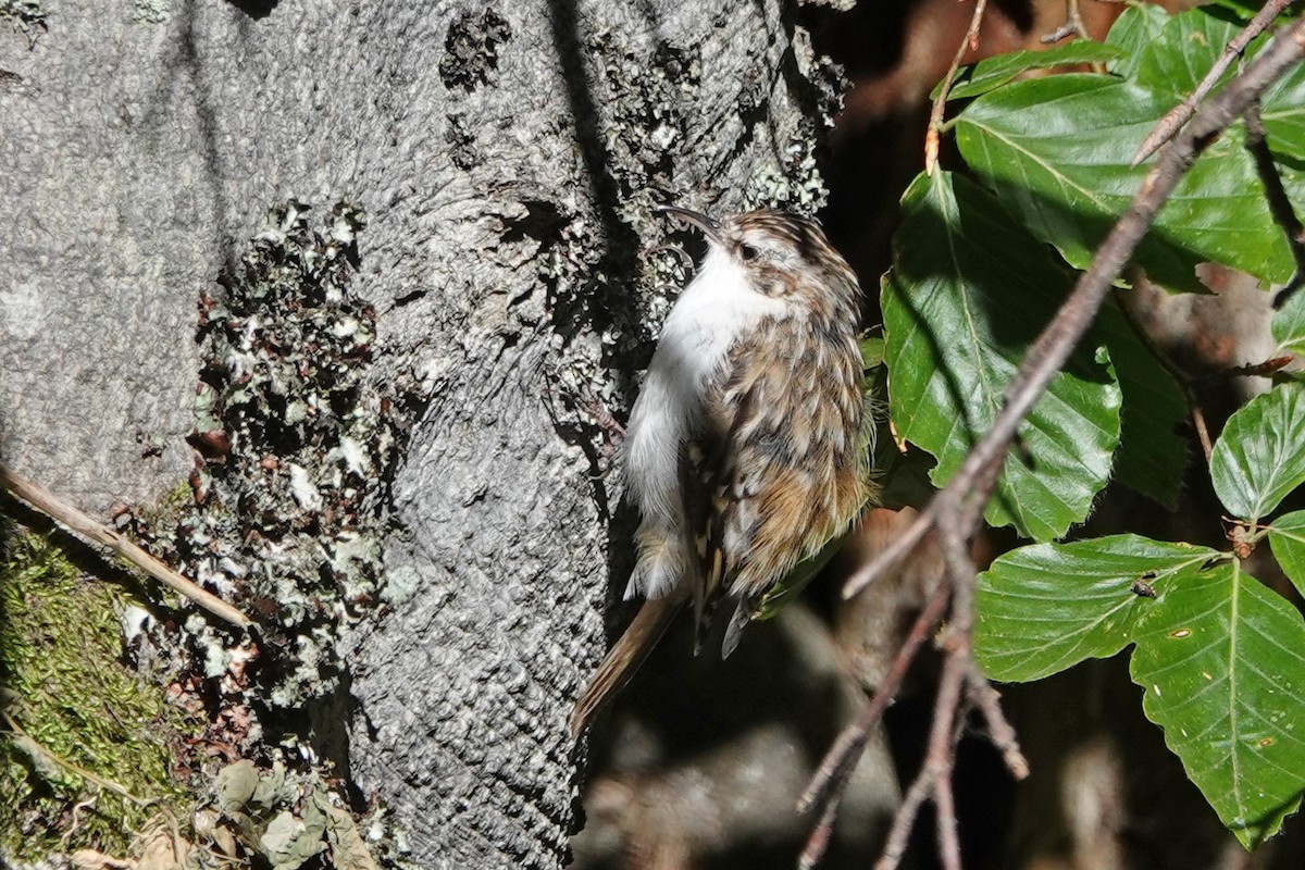 Eurasian Treecreeper - ML362402391