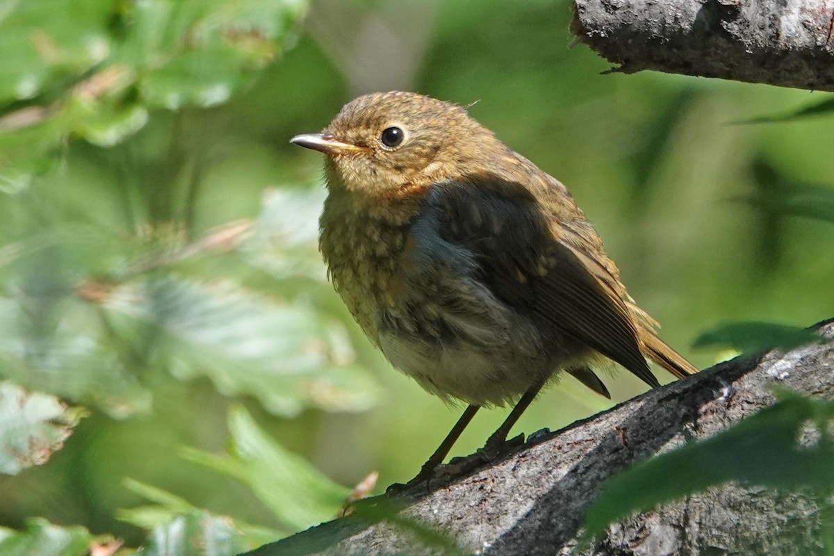 European Robin - ML362402501