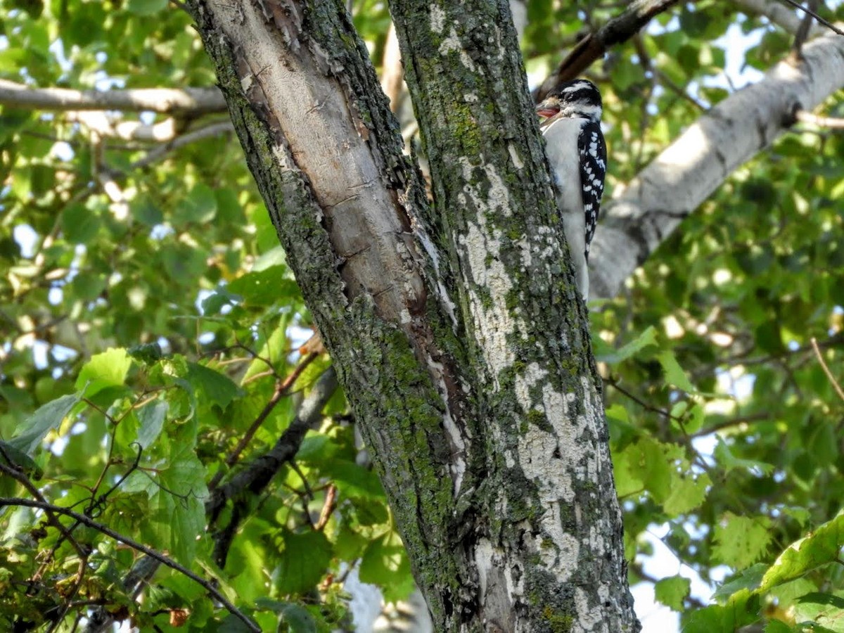 Hairy Woodpecker - ML362403681