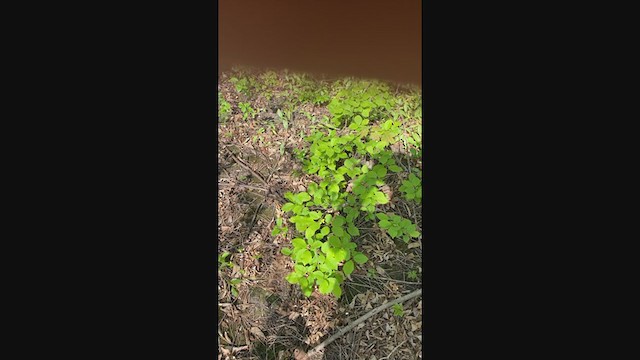 Tennessee Warbler - ML362405761