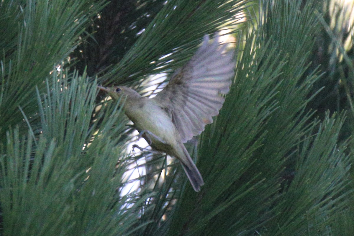 Melodious Warbler - ML362407381