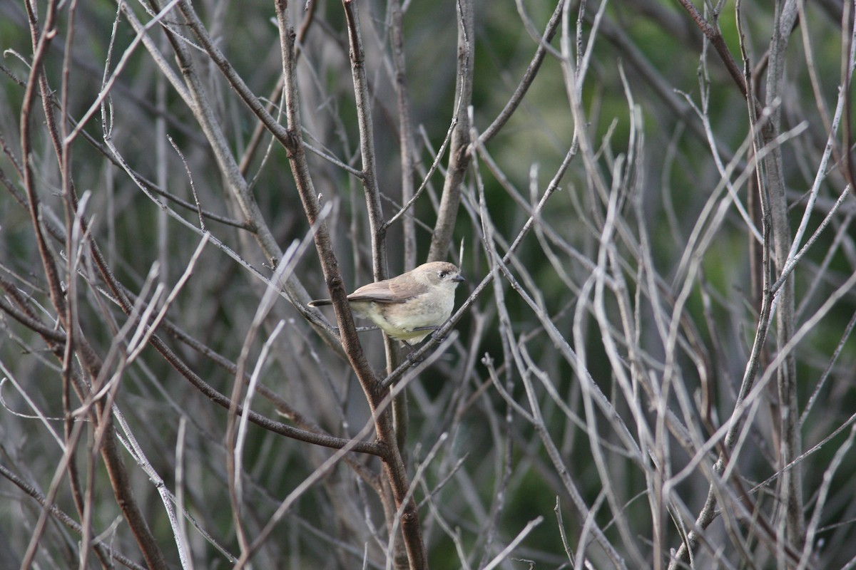 Southern Whiteface - ML36240881