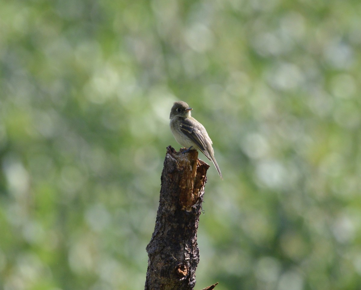 Western Flycatcher (Cordilleran) - ML362409051