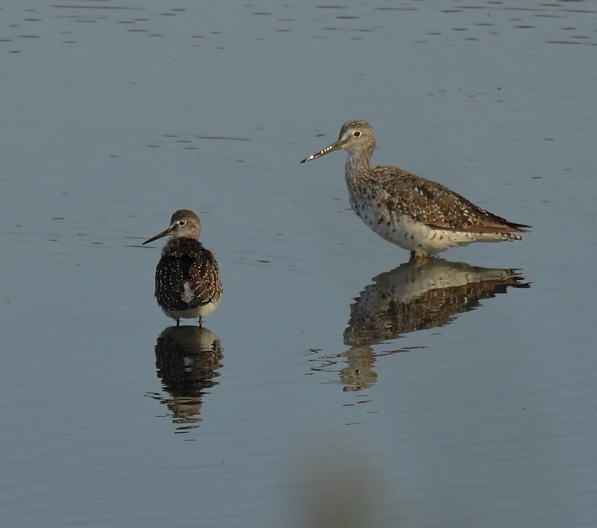 gulbeinsnipe - ML362410631