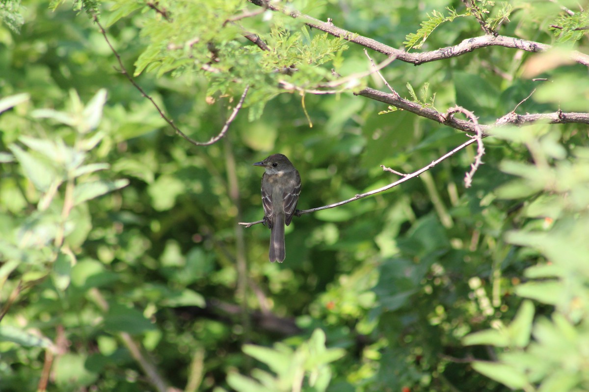 Alder/Willow Flycatcher (Traill's Flycatcher) - ML362412641