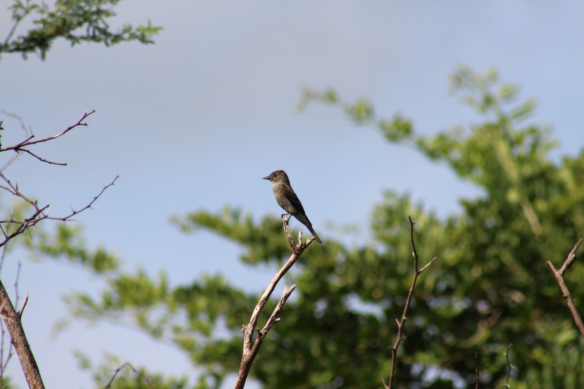 Western Wood-Pewee - ML362412681