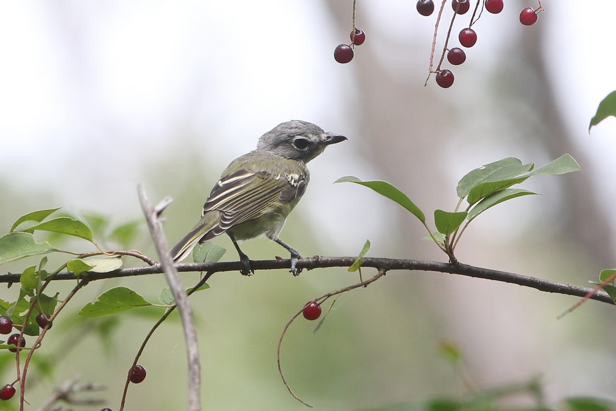 Blue-headed Vireo - Gang Wu