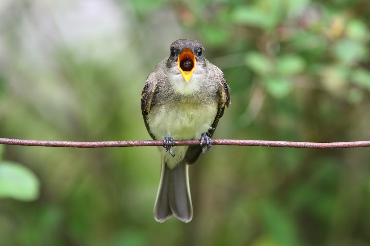 Eastern Phoebe - ML362413861