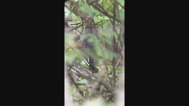 Variable Antshrike - ML362414571