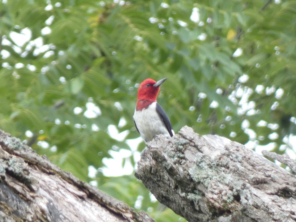 Pic à tête rouge - ML362415141